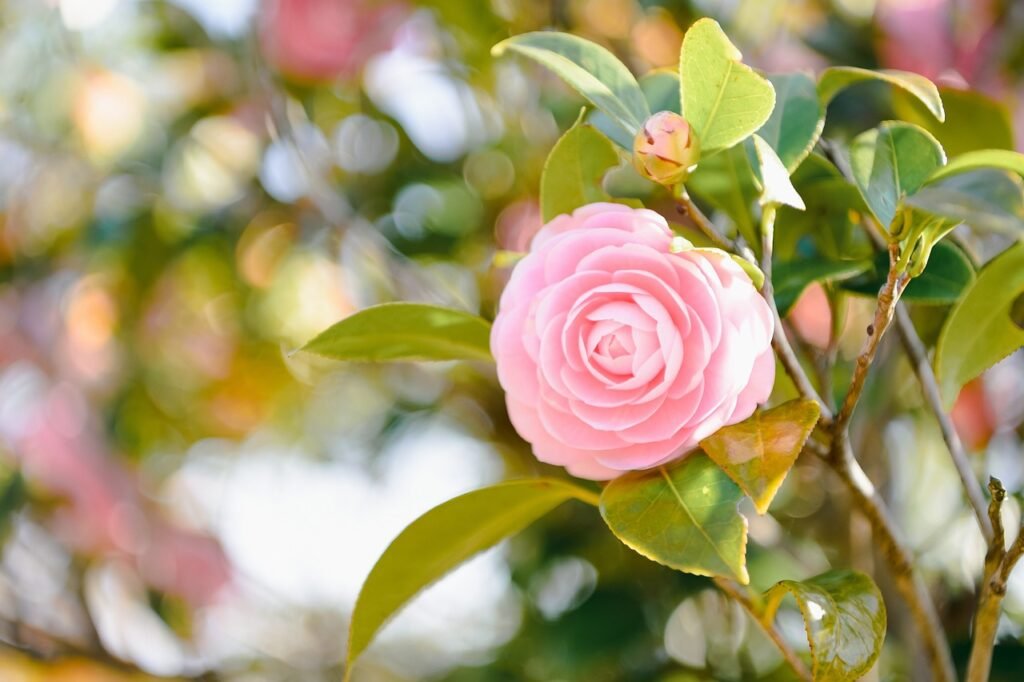 Winter flowering plants