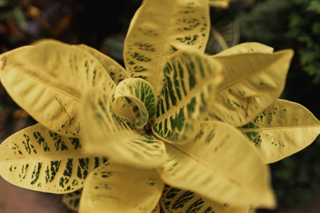 Close-up of a plant with yellow leaves due to overwatering in winter