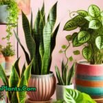 Collage of low-maintenance indoor plants like Snake Plant, ZZ Plant, and Pothos in decorative pots placed in a cozy living room