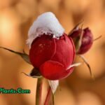 Winter flowering plants