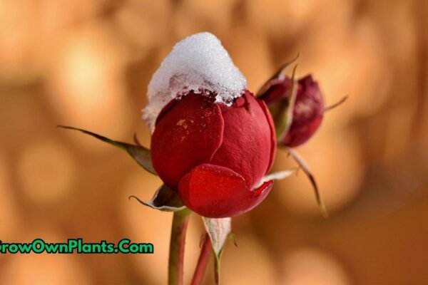 Winter flowering plants