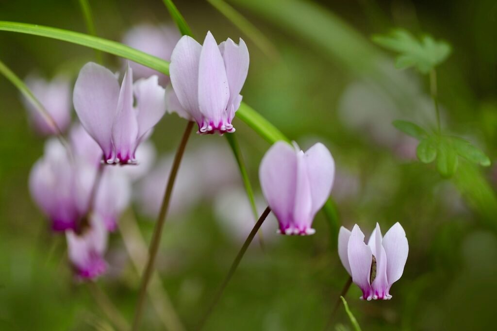 Winter flowering plants
