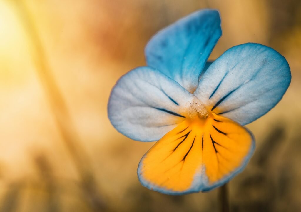 Winter flowering plants
