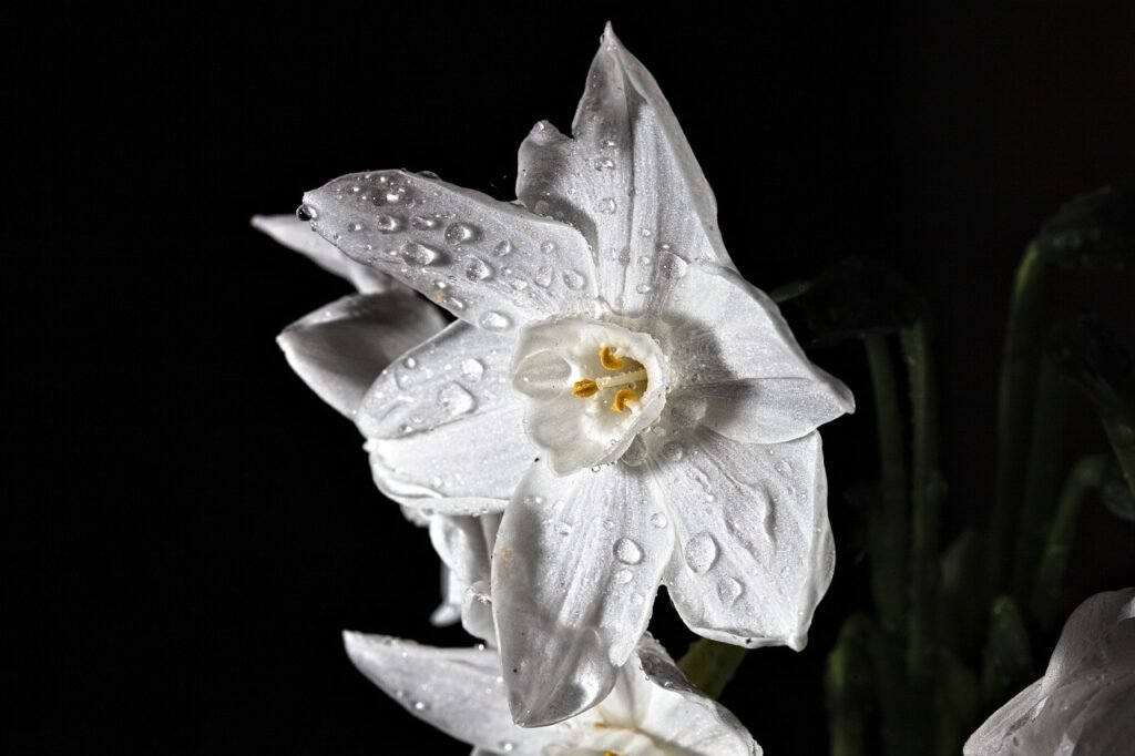 Winter flowering plants
