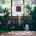 Indoor plants thriving without sunlight in a low-light room