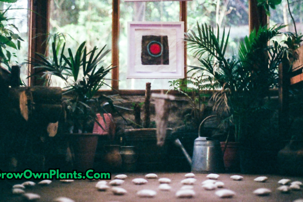 Indoor plants thriving without sunlight in a low-light room