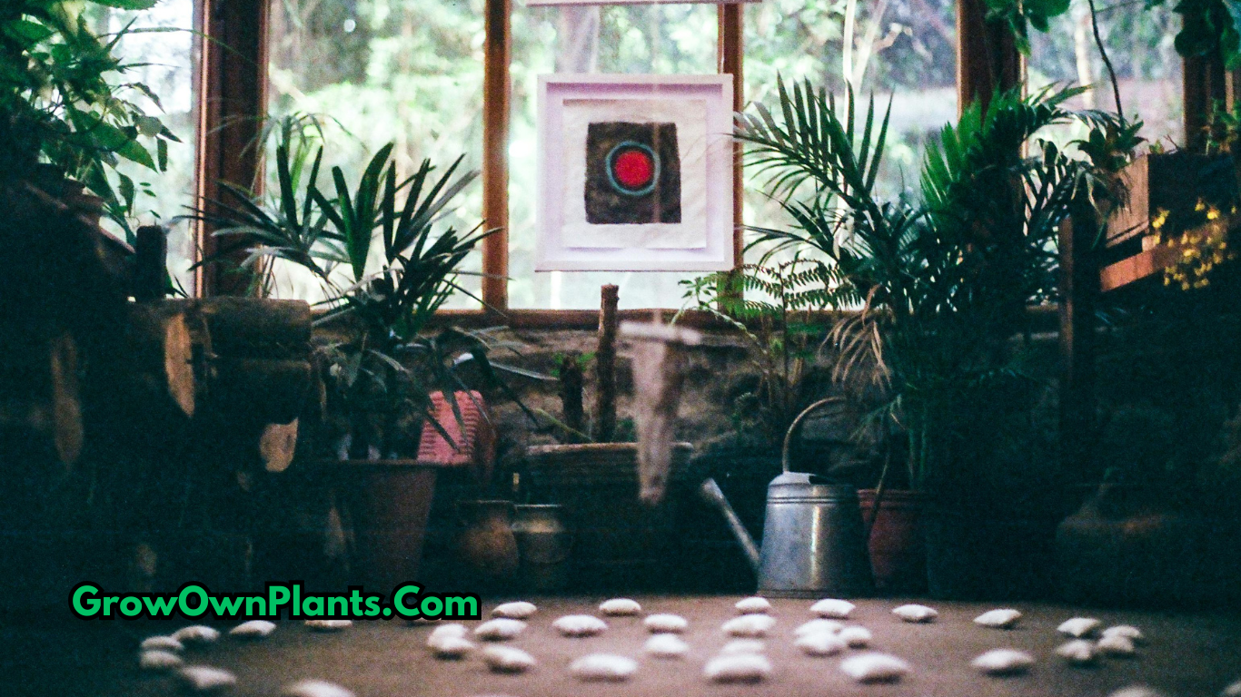 Indoor plants thriving without sunlight in a low-light room