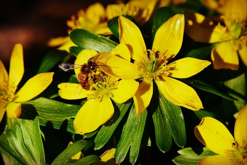 Winter flowering plants
