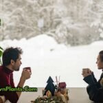 Cozy indoor setup with healthy green plants near a window in winter