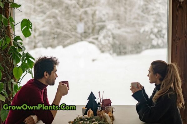 Cozy indoor setup with healthy green plants near a window in winter