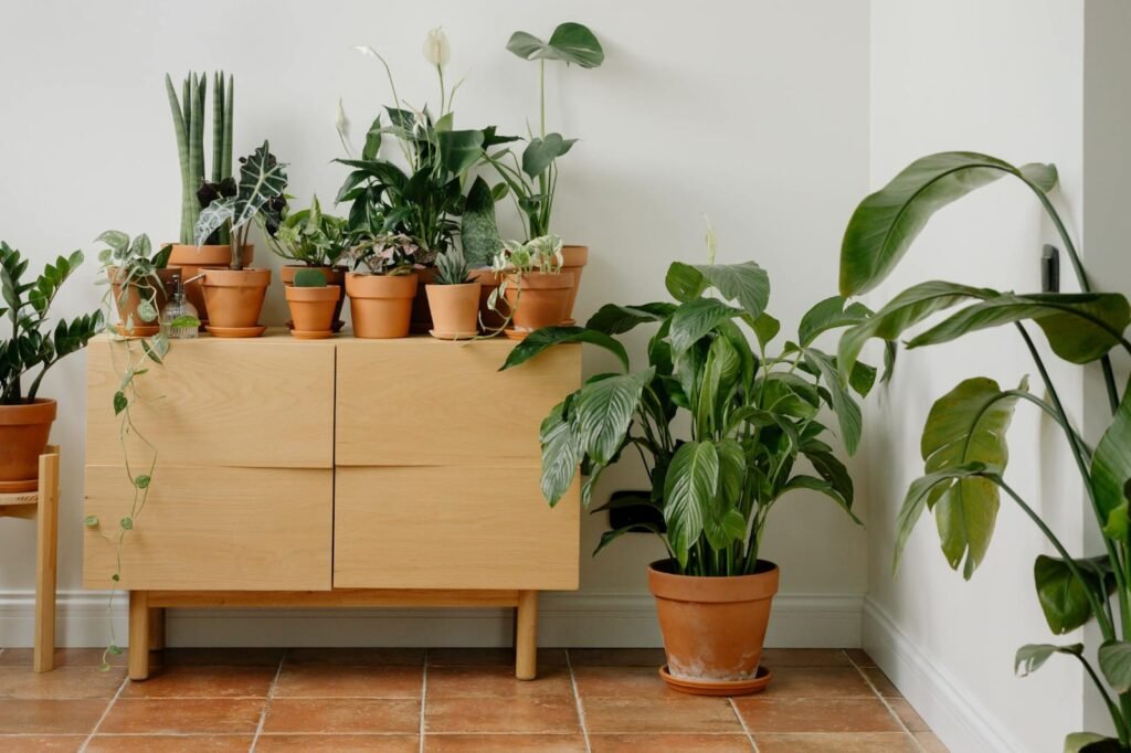 Indoor plants like Snake Plant, ZZ Plant, and Pothos in decorative pots placed in a room