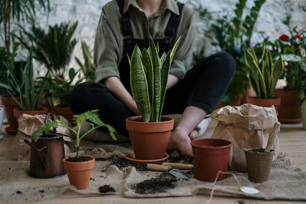 Snake plant thriving in low-light environment