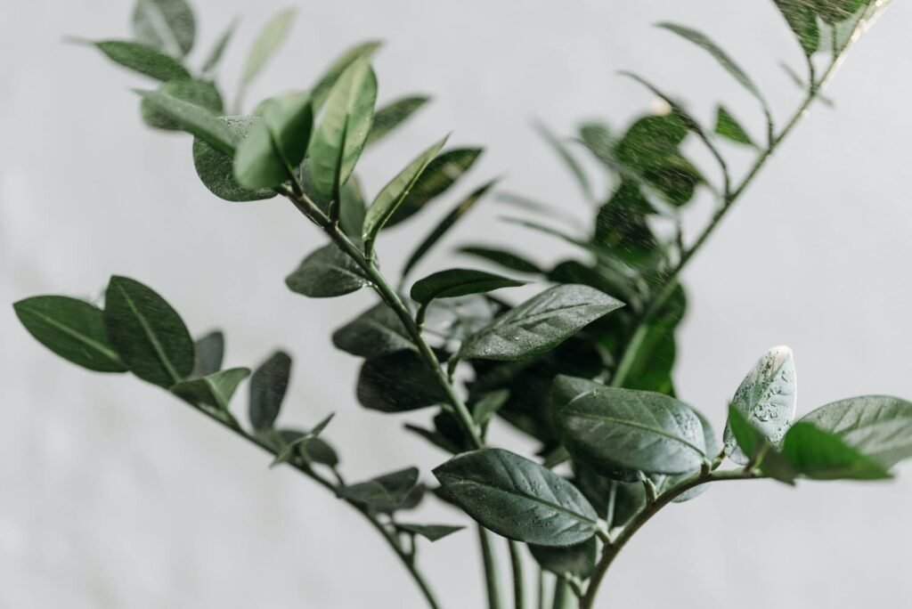ZZ Plant with glossy green leaves