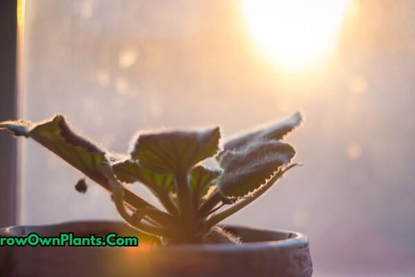 Indoor plants in cold weather