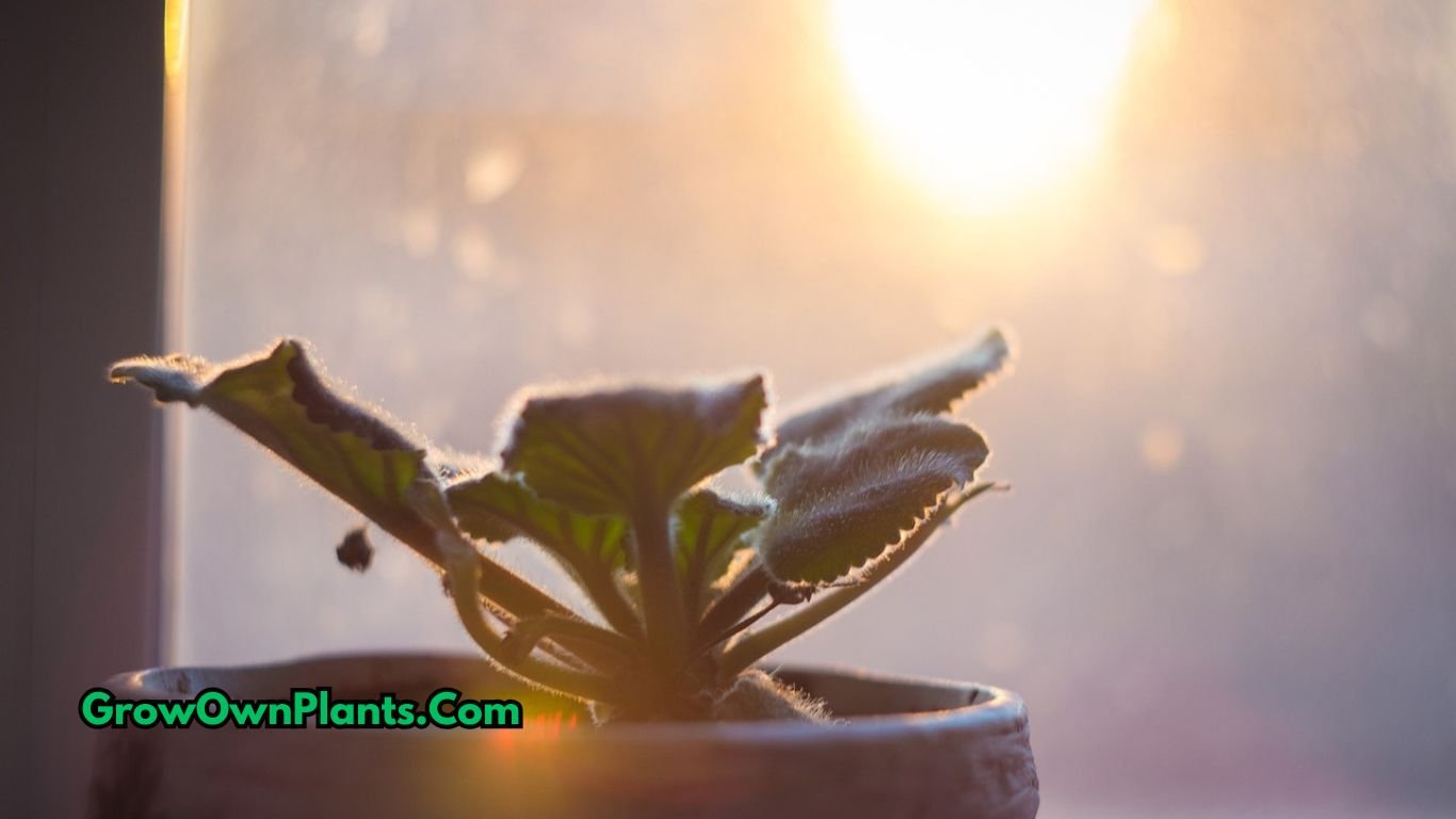 Indoor plants in cold weather