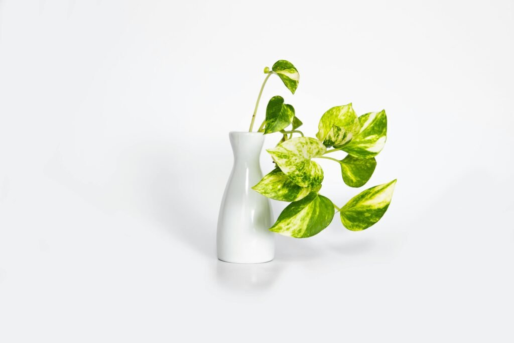 Marble Queen Pothos