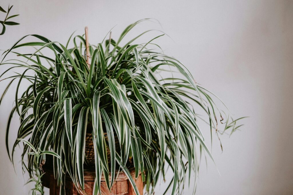 Spider Plant 