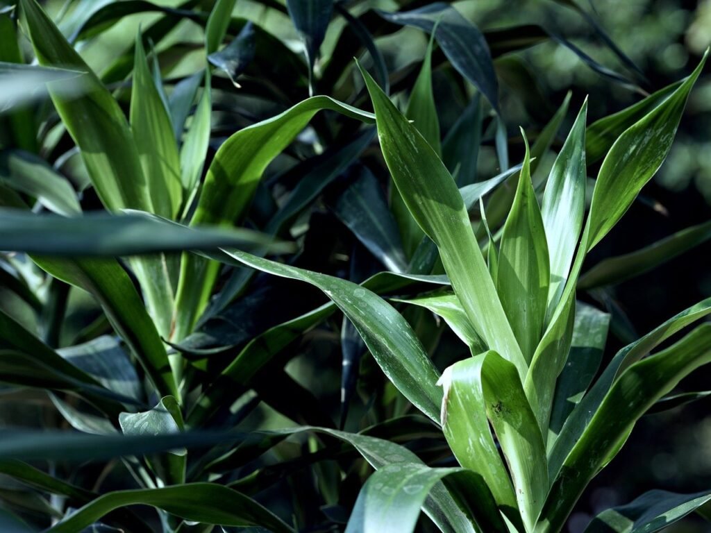 close up of dracaena plant indoor