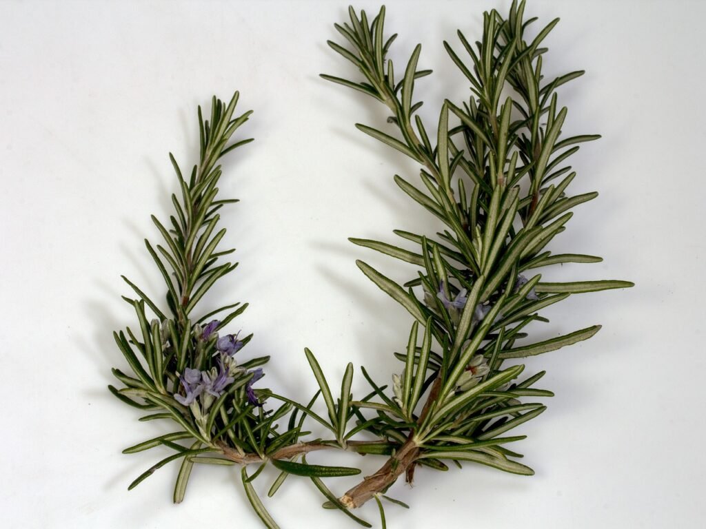 rosemary indoor herbs