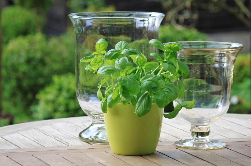 medicinal herbs indoors