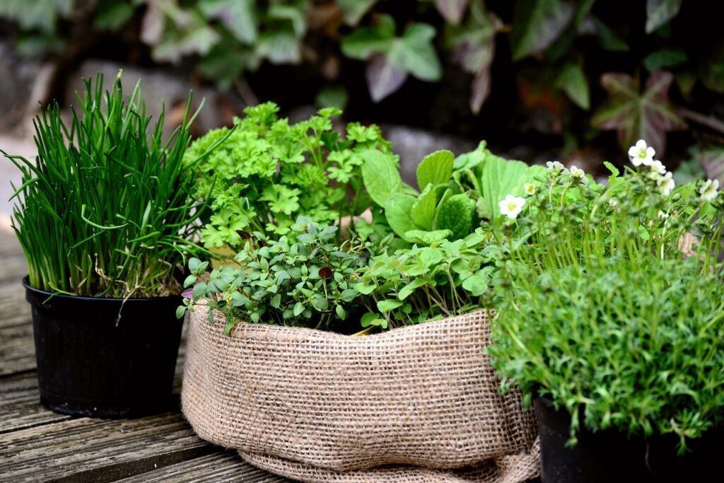 indoor herbs