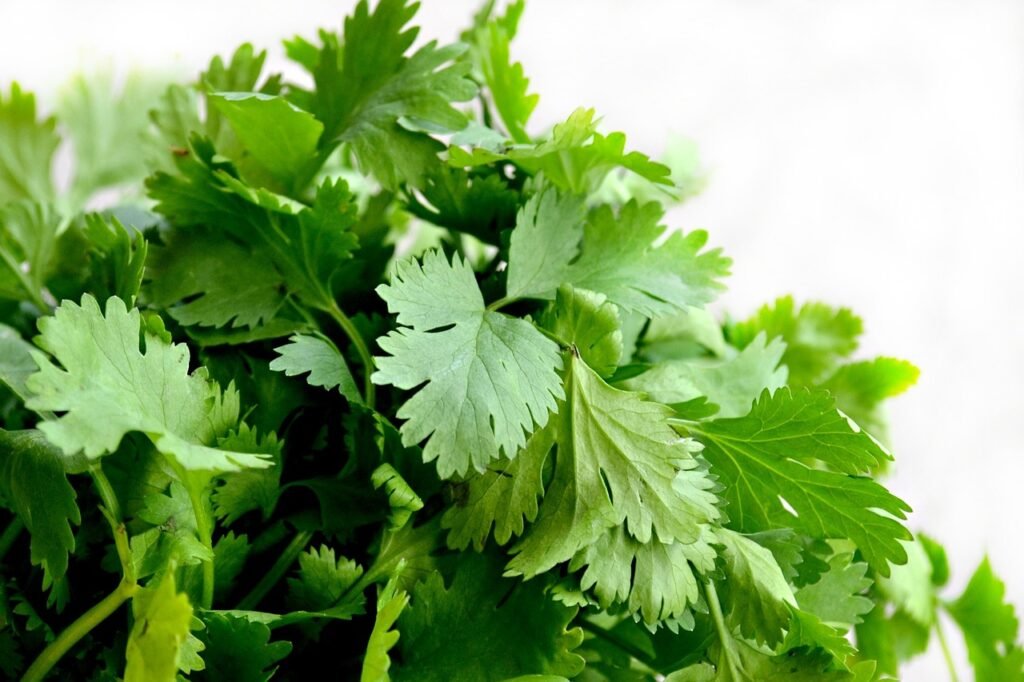 cilantro indoor herbs