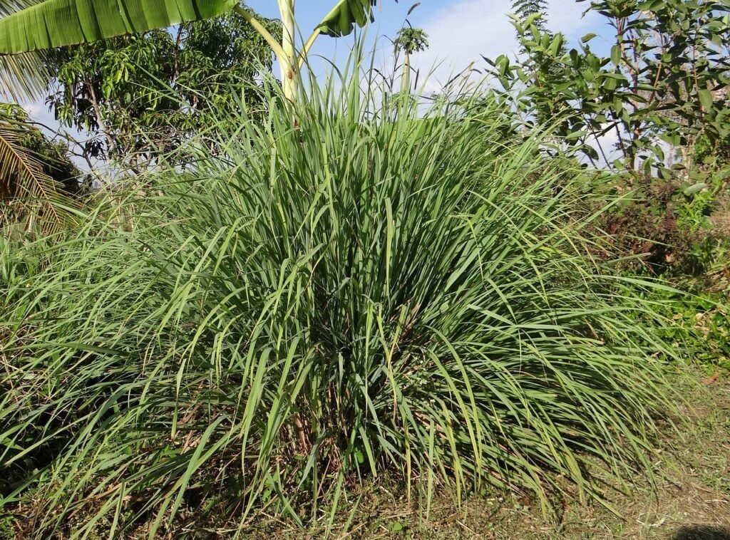 lemongrass indoor herbs