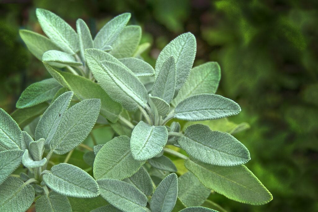 sage indoor herbs