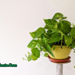 Healthy money plant growing indoor