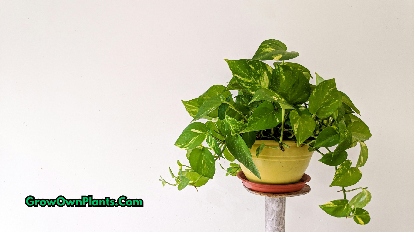 Healthy money plant growing indoor