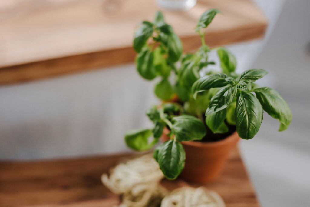 Oregano indoor herbs