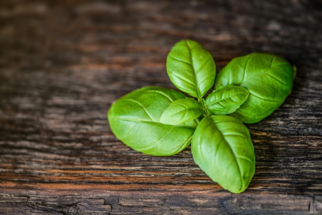 basil indoor herbs for beginners