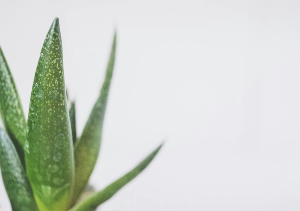 close up of aloe vera with water drops