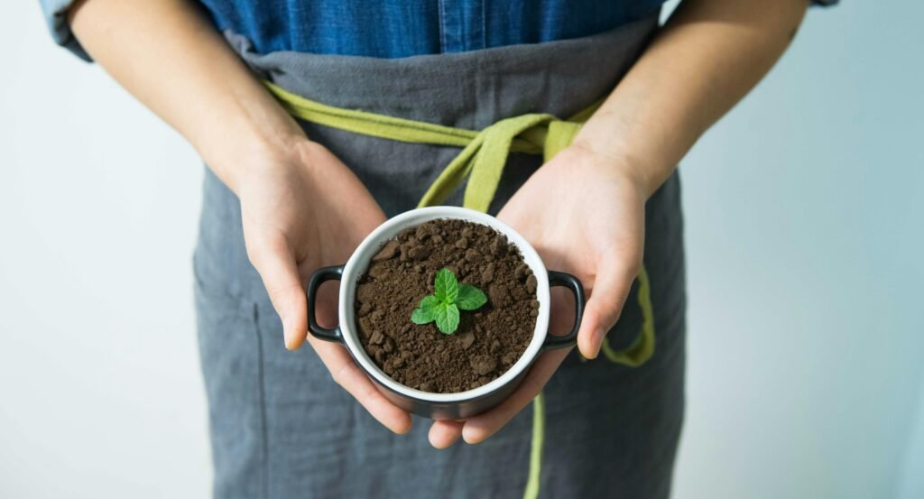 Close-up of hands holding a pot with soil and a young mint plant in growth.