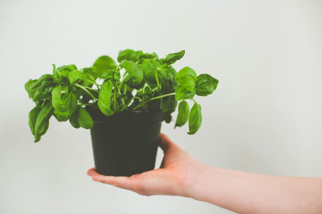 A single hand holds a vibrant basil plant in a black pot