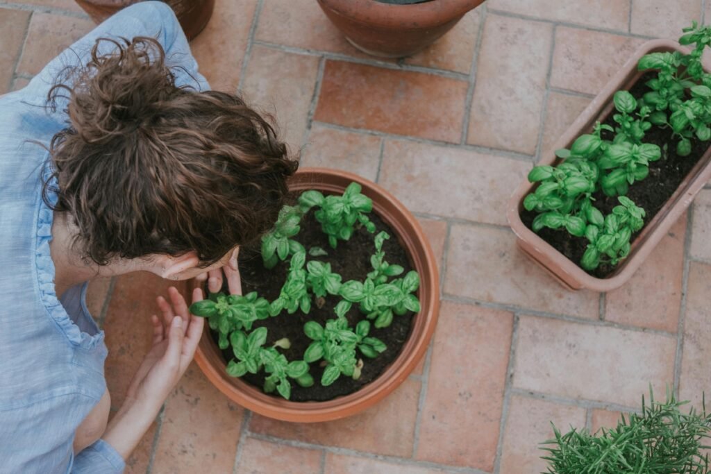 A woman tending basil plants in pots on a patio, showcasing home gardening.