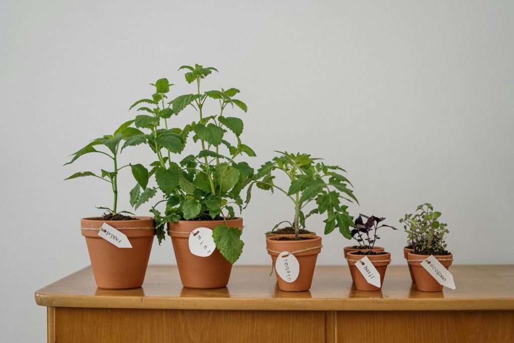 Right Indoor Herbs For Beginners