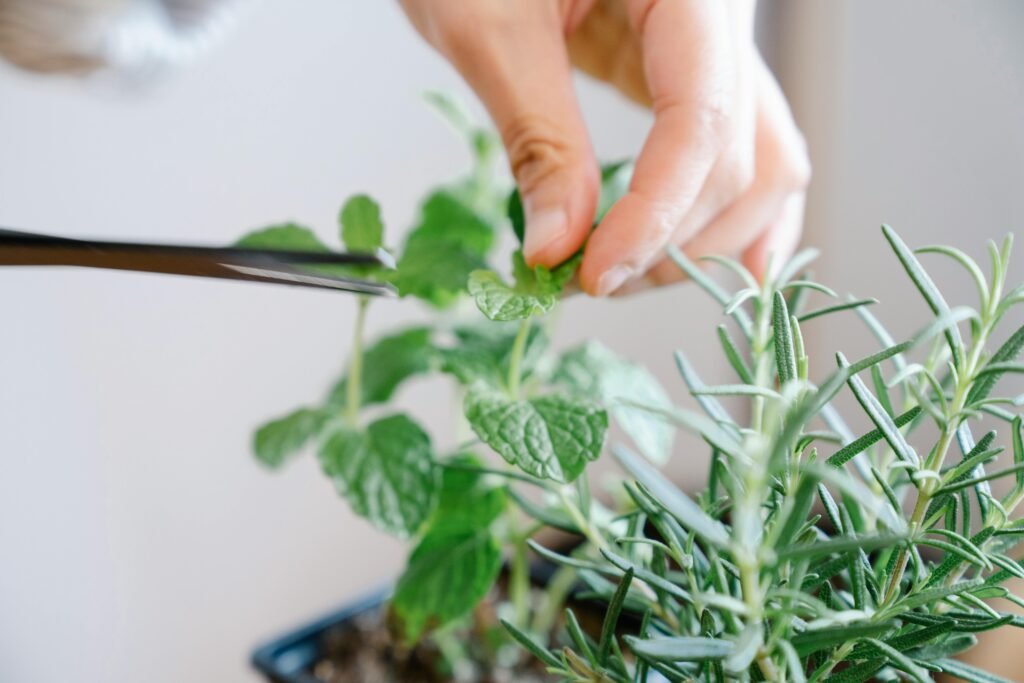 Hand carefully pruning fresh green herbs in an indoor garden setting, featuring bright leaves.