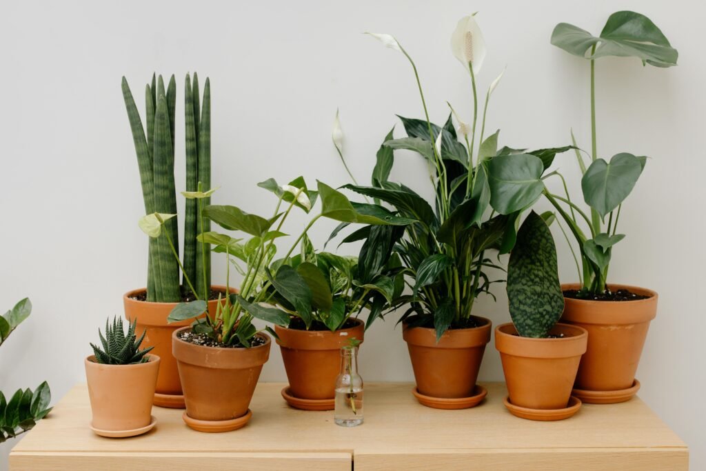 A collection of potted plants arranged on a wooden shelf, providing a natural touch to indoor decor.