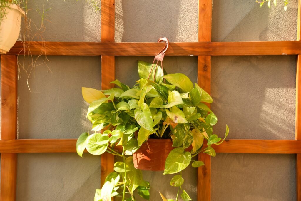 Pothos plant hanging in a basket