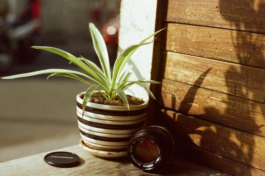 spider plant indoor 