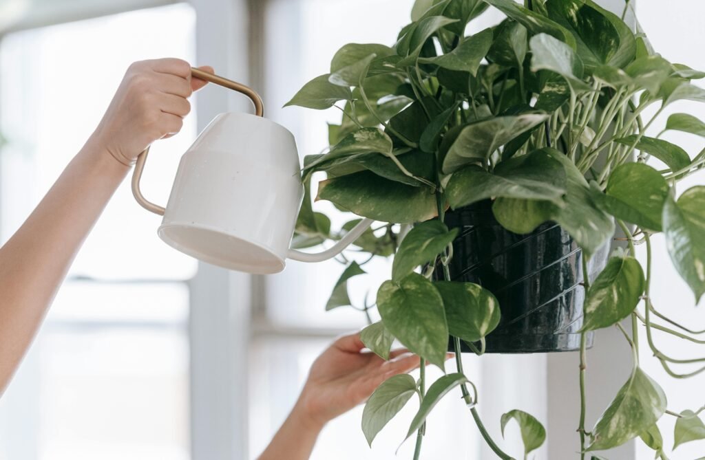 watering indoor plants sparingly