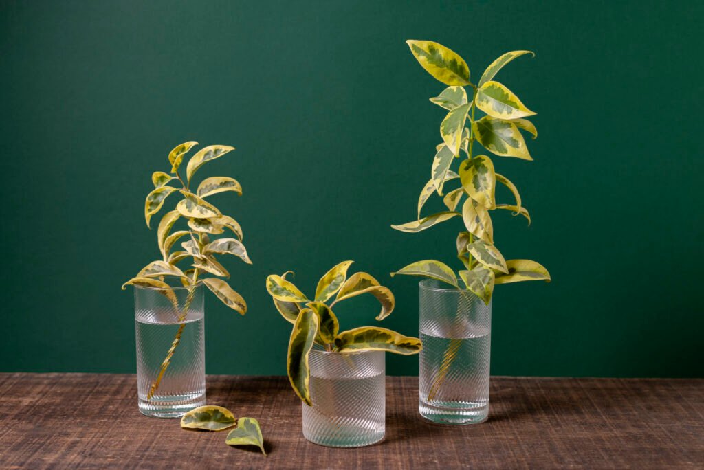 Best Houseplants That Grow in Water