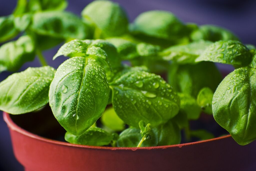 basil indoor herb