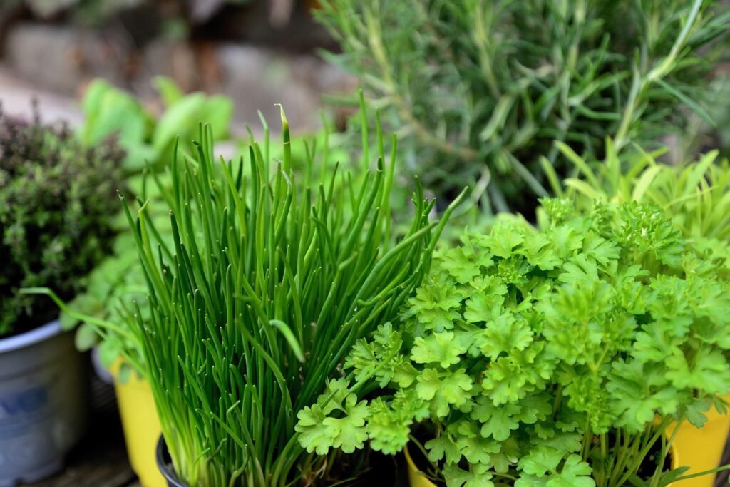 chives fresh herbs