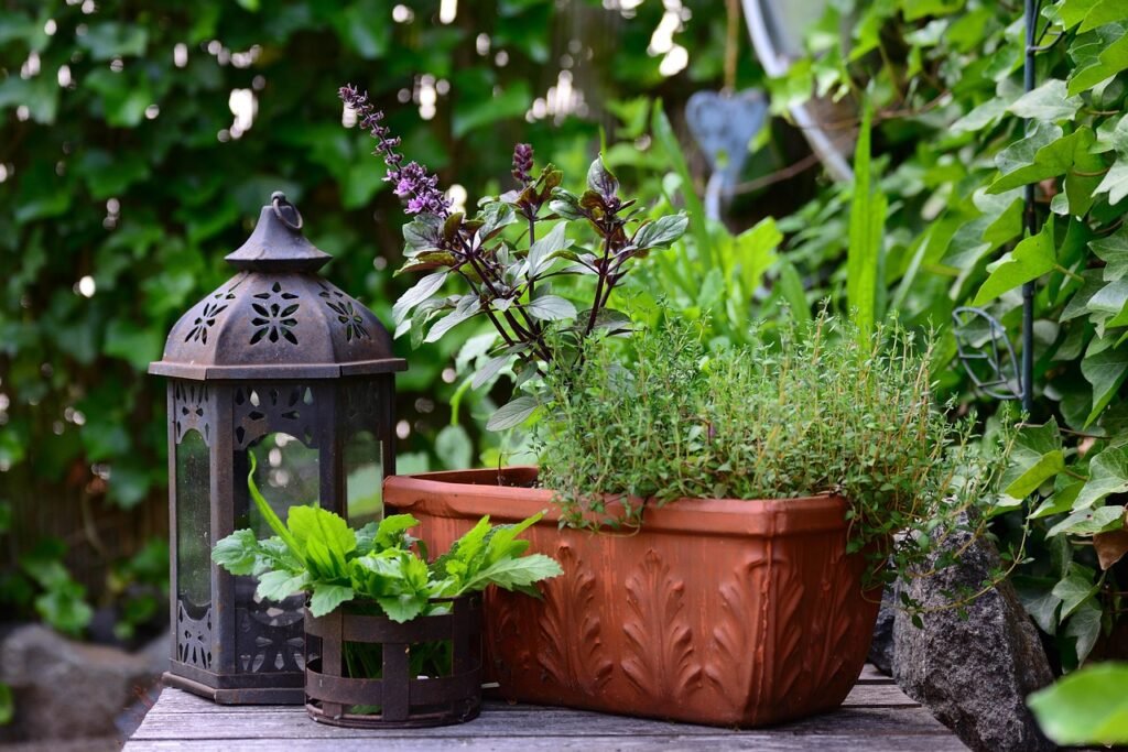 thyme herbs indoor
