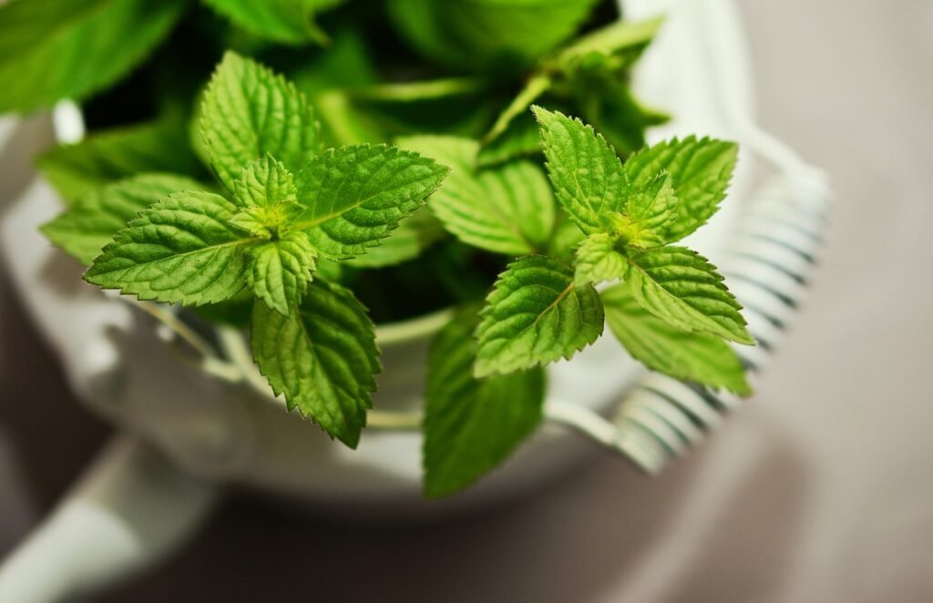 mint indoor herb