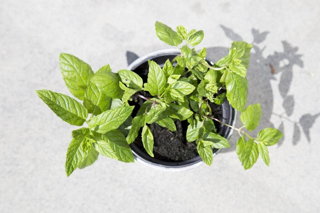 grow mint indoors