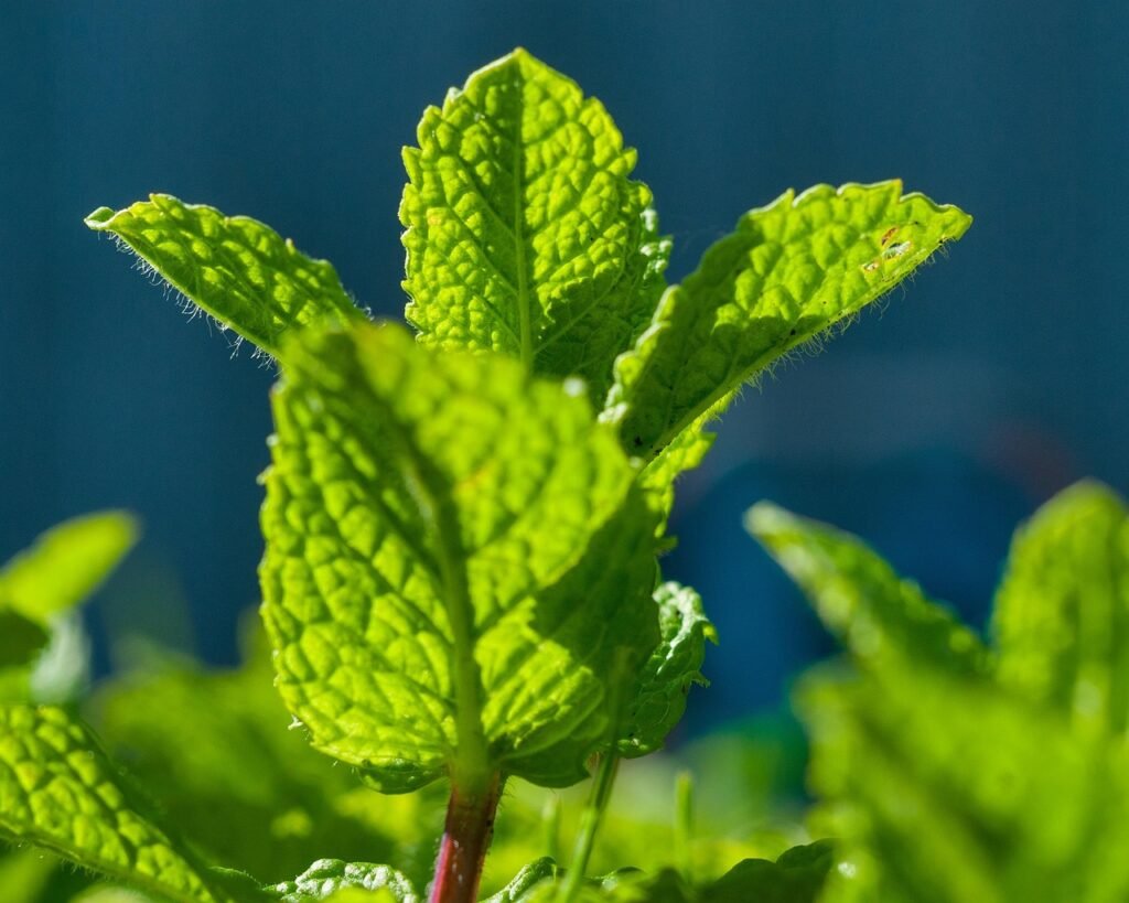 mint leaves