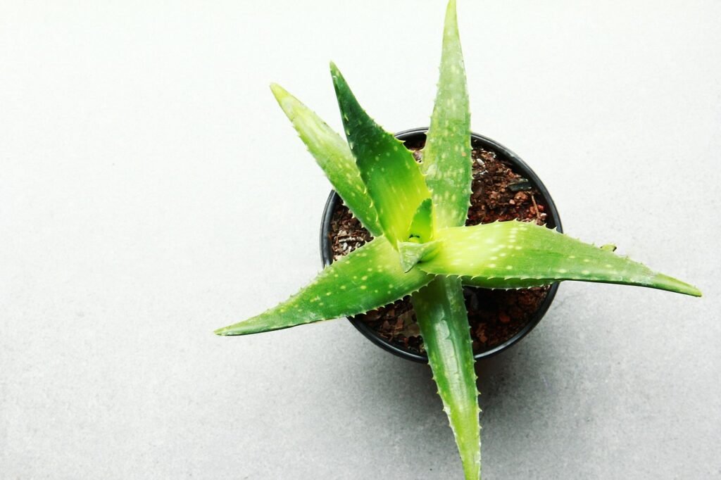 aloe vera indoor plant